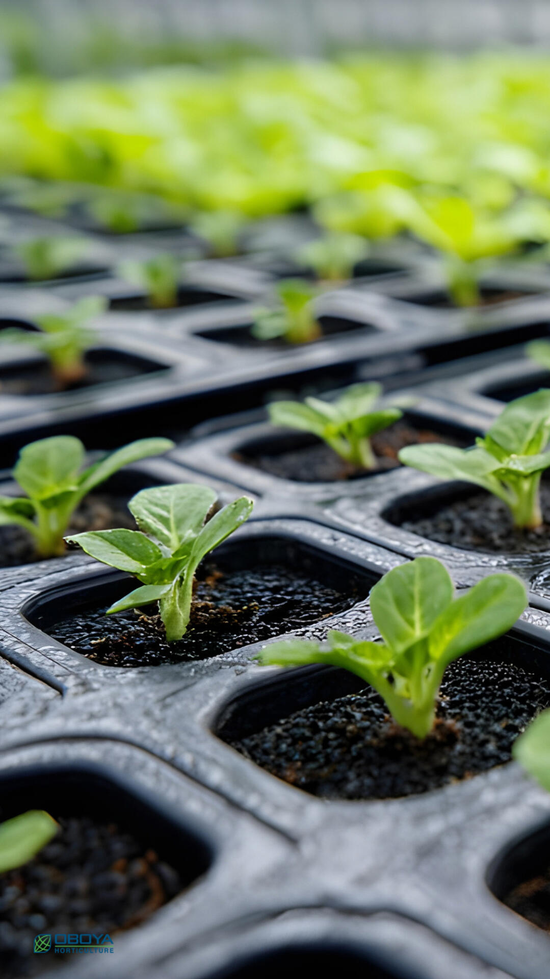 Fresh produce packaging moving through a retail distribution operation.