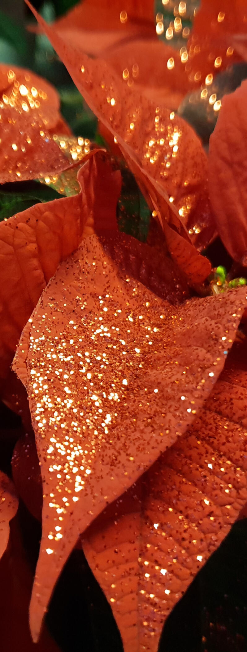 Oboya at Cutlivate show American Hort